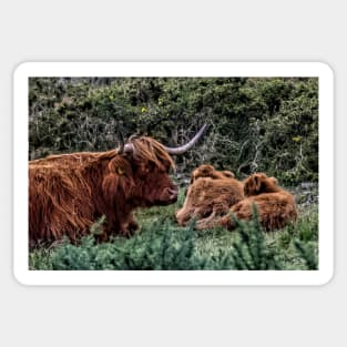 Dartmoor Highland Long Horned Cattle Sticker